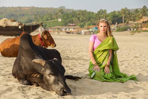 Die heilige Kuh im Hinduismus 